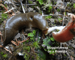 2nd Place Humor A large brown slug feeds on a broken red-capped Russula mushroom, nestled among moss, twigs, and forest floor debris.