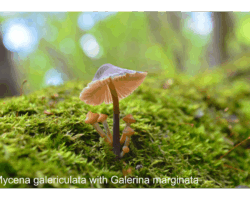 Honorable Mention 1 Cluster of Mycena galericulata and Galerina marginata mushrooms growing on vibrant green moss, with a softly blurred forest background and dappled light filtering through the trees.