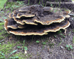 Honorable Mention 2 Large, tiered shelf fungi (Phaeolus schweinitzii) growing at the base of a tree stump in a grassy, moss-covered woodland area.