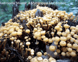 Honorable Mention 3 A dense cluster of small, yellowish mushrooms with rounded caps growing closely together on a decaying tree stump in a forest. Titled “Mushrooms’ Muster: A Mycological Mobilization,” awarded Honorable Mention 3.