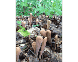 Honorable Mention 4 A cluster of tan, club-shaped fungi emerging from leaf litter on a damp forest floor, surrounded by green plants and decaying leaves. Titled “Come! Come! Join the Club” by Jennifer Drew, awarded Honorable Mention 4.