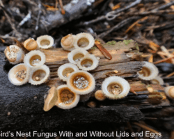 1st Place Other and overall winner Cluster of bird’s nest fungi (Nidulariaceae) on decaying wood, showing both open cups with peridioles ("eggs") and closed cups with lids intact.
