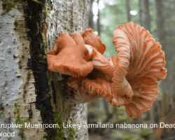 2nd Place Other Large, peach-colored mushroom cluster with gilled undersides erupting from the side of a decaying tree trunk in a forest, likely Armillaria nabsnona.
