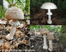 3rd Place Other Three photos showing variations of Amanita pantherina mushrooms, each with a distinct cap shade and white warts, growing on forest floors surrounded by leaves, pine needles, and moss.