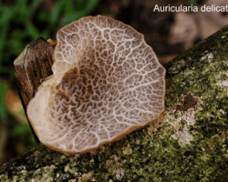 1st Place Pictorial A single Auricularia delicata mushroom with a delicate, translucent brown cap featuring a striking network of ridged, veiny patterns on its underside. It grows from a mossy, lichen-covered log in a forest setting.