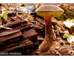 2nd Place Pictorial A single Boletus mirabilis mushroom with a velvety brown cap and yellow pores, growing from rich, decomposing wood on the forest floor. The curved stipe shows textured streaks and bends gracefully toward the light.