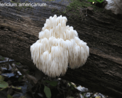3rd Place Pictorial A single Hericium americanum mushroom, also known as the bear’s head tooth fungus, growing on a moss-covered fallen log in the forest, with long cascading white spines hanging downward like icicles.