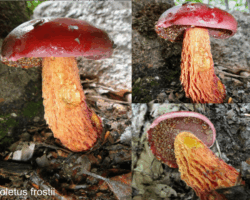 1st Place Scientific/Technical Three close-up views of Boletus frostii mushrooms showing their glossy deep red caps and textured orange-red stalks, growing from leaf litter and forest floor.