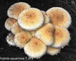 2nd Place Scientific/Technical (1 of 3) A dense cluster of Pholiota squarrosa mushrooms with spiky, scaly yellow caps and white edges, growing closely together on dark soil.