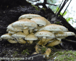 2nd Place Scientific/Technical (2 of 3) A large cluster of Pholiota squarrosa mushrooms with scaly yellow-brown caps and white gills, growing at the base of a tree in a damp forest setting.