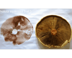 2nd Place Scientific/Technical (3 of 3) A side-by-side comparison showing a brown spore print and the gilled underside of a Pholiota squarrosa mushroom cap, placed on a white background for clarity.