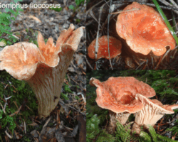 3rd Place Scientific/Technical Three views of Gomphus floccosus mushrooms with vibrant orange caps and scaly, flared edges growing in forest leaf litter and moss.