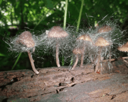 1st Place Humor A cluster of small brown mushrooms growing on a decaying log, each capped with delicate, hair-like mycelium or mold filaments that resemble sparklers; titled “Fungal Sparklers” and awarded 1st Place Humor