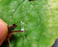 3rd Place Humor Tiny white mushrooms growing from a small twig held against a large green leaf, highlighting the delicate size and structure of the fungi
