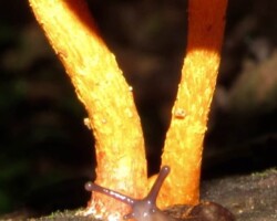 Honorable Mention 3 A close-up of a small brown slug approaching the bright orange stems of a mushroom, with the humorous title “I saw it first! Get away or I’ll slime you!”