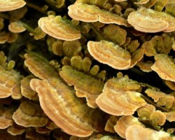 1st Place Other and overall winner A dense growth of Trametes versicolor (Turkey Tail) mushrooms displaying concentric bands of green, yellow, and tan, layered across a log in overlapping, wavy formations; titled “Geotropism Trametes versicolor” and awarded 1st Place Other and overall winner