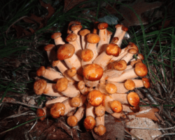 2nd Place Other A dense cluster of young Jack O’Lantern mushrooms with bright orange caps and pale stems, emerging from the forest floor among grass and fallen leaves; titled “Young Jack O’Lantern cluster” and awarded 2nd Place Other