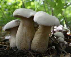 3rd Place Other A small cluster of Tyopilus intermedius mushrooms with thick stems and pale caps, growing close together on a forest floor and resembling a close-knit family; titled “Family Portrait” and awarded 3rd Place Other.