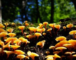 1st Place Pictorial A vibrant cluster of golden-orange Xeromphalina campanella mushrooms growing on a mossy, decaying log in a sun-dappled forest. Titled “Xeromphalina campanella, ‘Lift Your Face to the Sun’” and awarded 1st Place Pictorial.