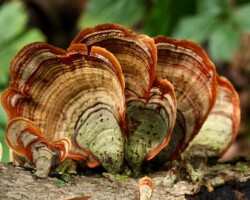 2nd Place Pictorial Cluster of Stereum ostrea mushrooms growing on a log, displaying striking concentric bands of orange, red, brown, and green with velvety texture. Titled “Stereum ostrea, ‘Ode to Howard’ – Kathy Yeric” and awarded 2nd Place Pictorial