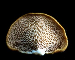3rd Place Pictorial Close-up of the pore surface of a Polyporus alveolaris mushroom, displaying a striking honeycomb-like pattern of elongated hexagonal pores on a fan-shaped cap; set against a black background. Titled “Polyporus alveolaris – Ron Spinosa” and awarded 3rd Place Pictorial.
