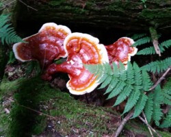 Honorable Mention 1 Brightly colored Ganoderma tsugae mushrooms with reddish-orange caps and creamy white edges growing on a mossy log, partially covered by green fern fronds