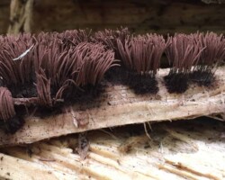 Honorable Mention 2 Clusters of brown Stemonitis splendens slime molds resembling miniature hairbrushes, growing on a decaying piece of wood; titled “Honorable Mention 2” by Keith Kleinschmidt