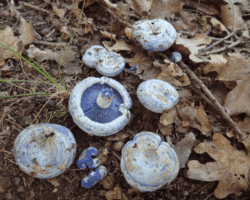 1st Place Scientific/Technical A group of Lactarius indigo mushrooms with distinctive blue caps and gills, scattered across a forest floor covered in brown leaves and twigs; titled “Lactarius indigo – Claudette Lamprecht” and awarded 1st Place Scientific/Technical