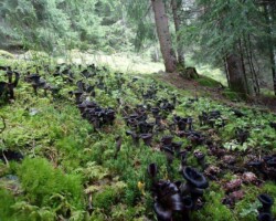 2nd Place Scientific/Technical A dense forest floor covered with clusters of Craterellus fallax (black trumpet mushrooms) emerging from moss and leaf litter, with tall conifer trees in the background; titled “Craterellus fallax – Van Bialon” and awarded 2nd Place Scientific/Technical.