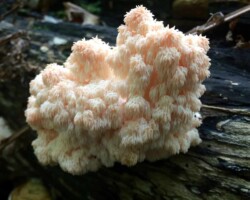 3rd Place Scientific/Technical A large cluster of Hericium coralloides (coral tooth fungus) with soft, white to pinkish spines cascading from a central mass, growing on a dark, decaying log; titled “Hericium Coralloides – William Noe” and awarded 3rd Place Scientific/Technical.