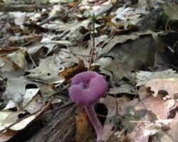 Honorable Mention 4 A single Laccaria amethystina mushroom with a vivid purple cap and stem growing among dry brown oak leaves on the forest floor; titled “Honorable Mention 4