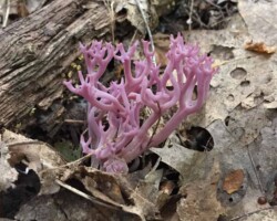 Honorable Mention 1 Vibrant violet-branched coral fungus (Aphyllophorales Clavariaceae) growing among dry leaves and a decaying log; photo by Keith Kleinschmidt, Honorable Mention 1.