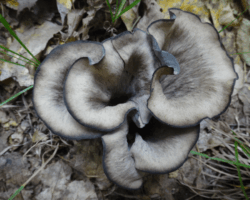 Honorable Mention 2 Cluster of Craterellus fallax (Black Trumpets) mushrooms with fluted, trumpet-shaped caps and dark gray to black coloring, growing among fallen leaves; photo by John Lamprecht, Honorable Mention 2.