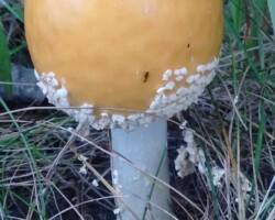 Honorable Mention 3 (1 of 3) Yellow-orange Amanita muscaria mushroom with white warts and droplets on its wide cap, growing from a leafy forest floor; photo by Timo Kanning, Honorable Mention 3.