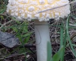 Honorable Mention 3 (2 of 3) Yellow-orange Amanita muscaria mushroom with white warts and droplets on its wide cap, growing from a leafy forest floor; photo by Timo Kanning, Honorable Mention 3.