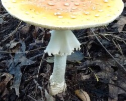 Honorable Mention 3 (3 of 3) Yellow-orange Amanita muscaria mushroom with white warts and droplets on its wide cap, growing from a leafy forest floor; photo by Timo Kanning, Honorable Mention 3.