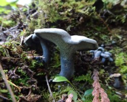 Honorable Mention 4 Blue-stemmed mushroom identified as Albatrellus caeruleoporus growing from mossy forest floor, with ferns and leaves surrounding the base; photo by Jane Onorati, Honorable Mention 4.
