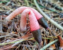 1st Place Activity/Humor/Other Two pink and brown Phallus stinkhorn mushrooms bend and lean dramatically amid pine needles and forest debris; titled 'Momma Said There’d Be Days Like This' by Marji, 1st Place in Activity/Humor/Other category