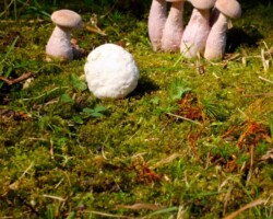 2nd Place Activity/Humor/Other A group of lavender-capped mushrooms stands in a cluster on a mossy forest floor, while a single round white mushroom appears separated from the group; titled 'Impossible Split' by Kathy Yerich, 2nd Place in Activity/Humor/Other category