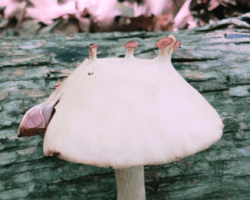 3rd Place Activity/Humor/Other White mushroom with pinkish protrusions resembling cartoonish ears, humorously nicknamed 'Shrek Shroom'; photographed by Ron Spinoza, 3rd Place in Activity/Humor/Other category