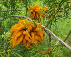 1st Place Pictorial Bright orange, jelly-like fungal growths of Gymnosporangium juniperi-virginianae (Cedar-Apple Rust) emerging from a cedar branch, with green needles and a soft-focus forest background; titled '1st Place Pictorial