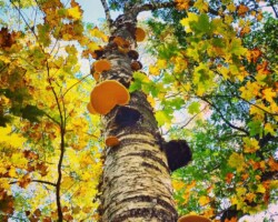 2nd Place Pictorial Looking up the trunk of a birch tree adorned with orange shelf fungi, set against a backdrop of vibrant yellow and green autumn leaves and a blue sky; titled 'Stairway to the Sky – Marjie Carr-Oxley,' awarded 2nd Place Pictorial