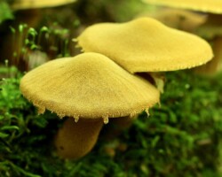3rd Place Pictorial "Two golden-yellow capped mushrooms (Cystoderma fallax) with textured surfaces and fringed edges growing on a mossy forest floor; titled 'Cystoderma fallax – Kathy Yerich,' awarded 3rd Place Pictorial.