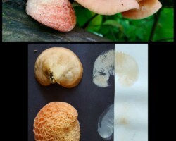 1st Place Scientific/Technical (1 of 2) and overall winner Collage of Rhodotus palmatus, or Wrinkled Peach Mushroom, showing mature caps on wood in natural light and detailed spore print comparisons on black and white paper; titled 'Rhodotus palmatus, Wrinkled Peach Mushroom' and awarded 1st Place Scientific/Technical and overall winner