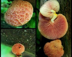 1st Place Scientific/Technical (2 of 2) and overall winner Three close-up views of the Rhodotus palmatus, or Wrinkled Peach Mushroom, showcasing its textured pinkish-orange cap, vibrant gills, and early growth stage; titled 'Rhodotus palmatus, Wrinkled Peach Mushroom' and awarded 1st Place Scientific/Technical and overall winner