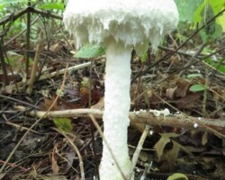 2nd Place Scientific/Technical A white, shaggy Amanita rhopalopus mushroom with a frilled cap and tall stalk, growing on the forest floor amid green foliage and twigs; titled 'Amanita rhopalopus' by Joanie Furlong, 2nd Place Scientific/Technical category.