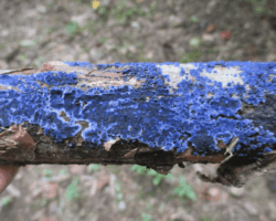 3rd Place Scientific/Technical Bright cobalt blue crust fungus, Terana caerulea, covering the surface of a fallen tree branch; titled 'Terana caerulea' by Ron Spinoza, 3rd Place Scientific/Technical category