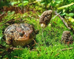 1st Place Activity/Humor/Other A toad sits alertly among lush green moss, eyeing a pair of nearby morel mushrooms, capturing a humorous moment titled '#donteventhinkaboutit'; awarded 1st Place in the Activity/Humor/Other category.