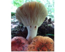 2nd Place Activity/Humor/Other A humorous forest scene featuring a large mushroom positioned like a chef's hat above two smaller orange mushrooms, captioned 'So do you like my new chef’s hat?'; awarded 2nd Place in the Activity/Humor/Other category.