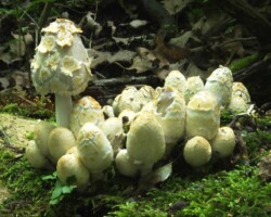 3rd Place Activity/Humor/Other A cluster of shaggy white mushrooms in a forest setting, with one tall mushroom standing apart like a leader; awarded 3rd Place in the Activity/Humor/Other category for its playful 'Shaggy Role Model' theme.